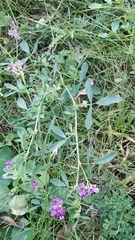 Medicago sativa