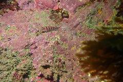Notoclinops segmentatus