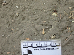 Callipepla californica