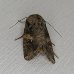 Spodoptera frugiperda