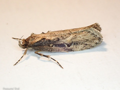 Atomotricha