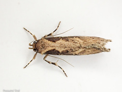 Atomotricha