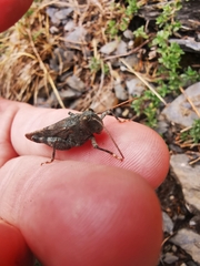 Oedipoda germanica