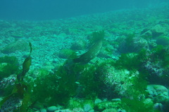 Odax pullus