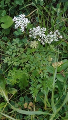 Anthriscus sylvestris