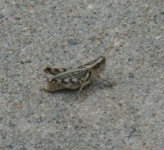 Melanoplini
