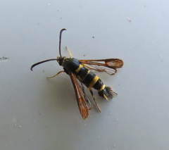 Synanthedon