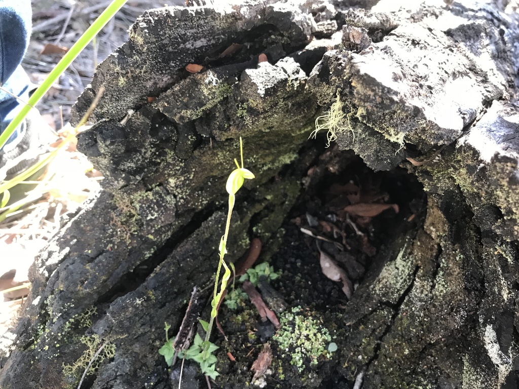 Pterostylis crispula