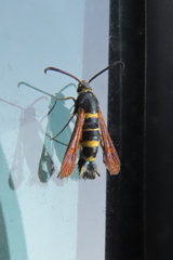 Synanthedon