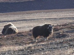 Ovibos moschatus