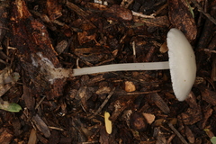 Lactocollybia