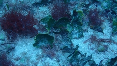 Udotea