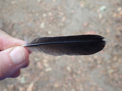 Melanerpes