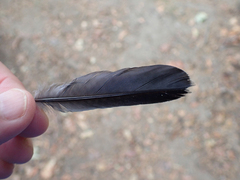 Melanerpes