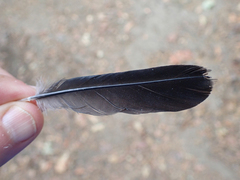 Melanerpes