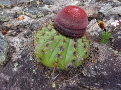 Melocactus ernestii