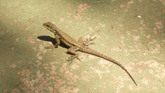 Tropidurus catalanensis