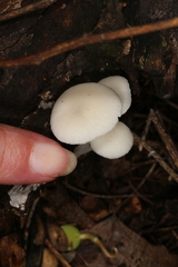 Lactocollybia