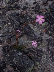 Mandevilla tenuifolia