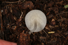Lactocollybia