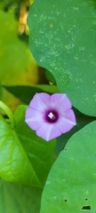 Ipomoea triloba