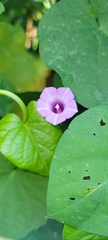 Ipomoea triloba