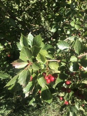 Crataegus crus-galli