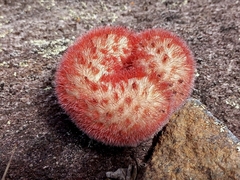 Melocactus