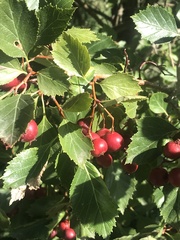 Crataegus crus-galli