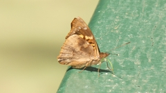 Doxocopa agathina