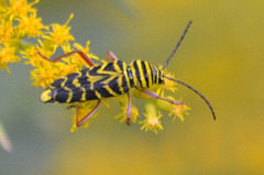 Megacyllene robiniae