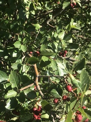 Crataegus crus-galli