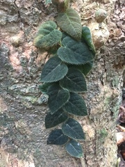 Ficus villosa