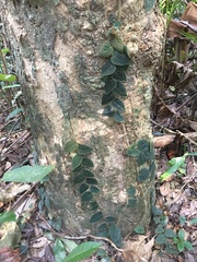 Ficus villosa