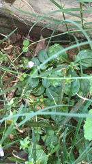 Mazus pumilus