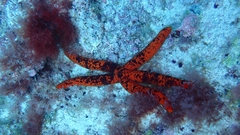 Ophidiaster ophidianus