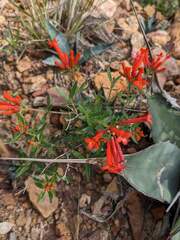 Bouvardia ternifolia