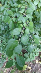 Rhamnus cathartica