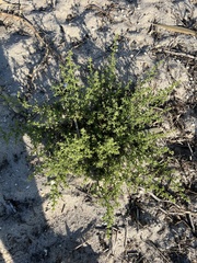 Salsola kali