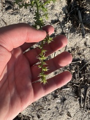 Salsola kali