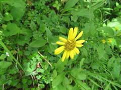Arnica unalaschcensis