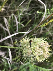 Itoplectis