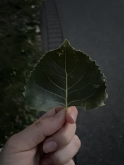 Populus deltoides