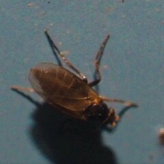 Phorinae
