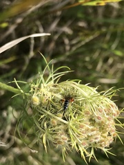 Itoplectis