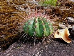 Melocactus ernestii