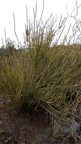 Euphorbia phosphorea, photograph 6