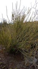 Euphorbia phosphorea, photograph Carlos Otávio Gussoni, CC BY, iNaturalist via GBIF