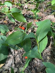 Convallaria majalis