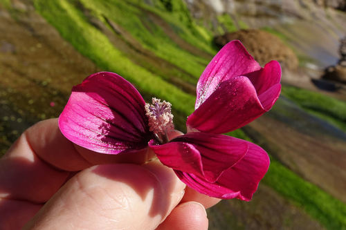 Malva assurgentiflora